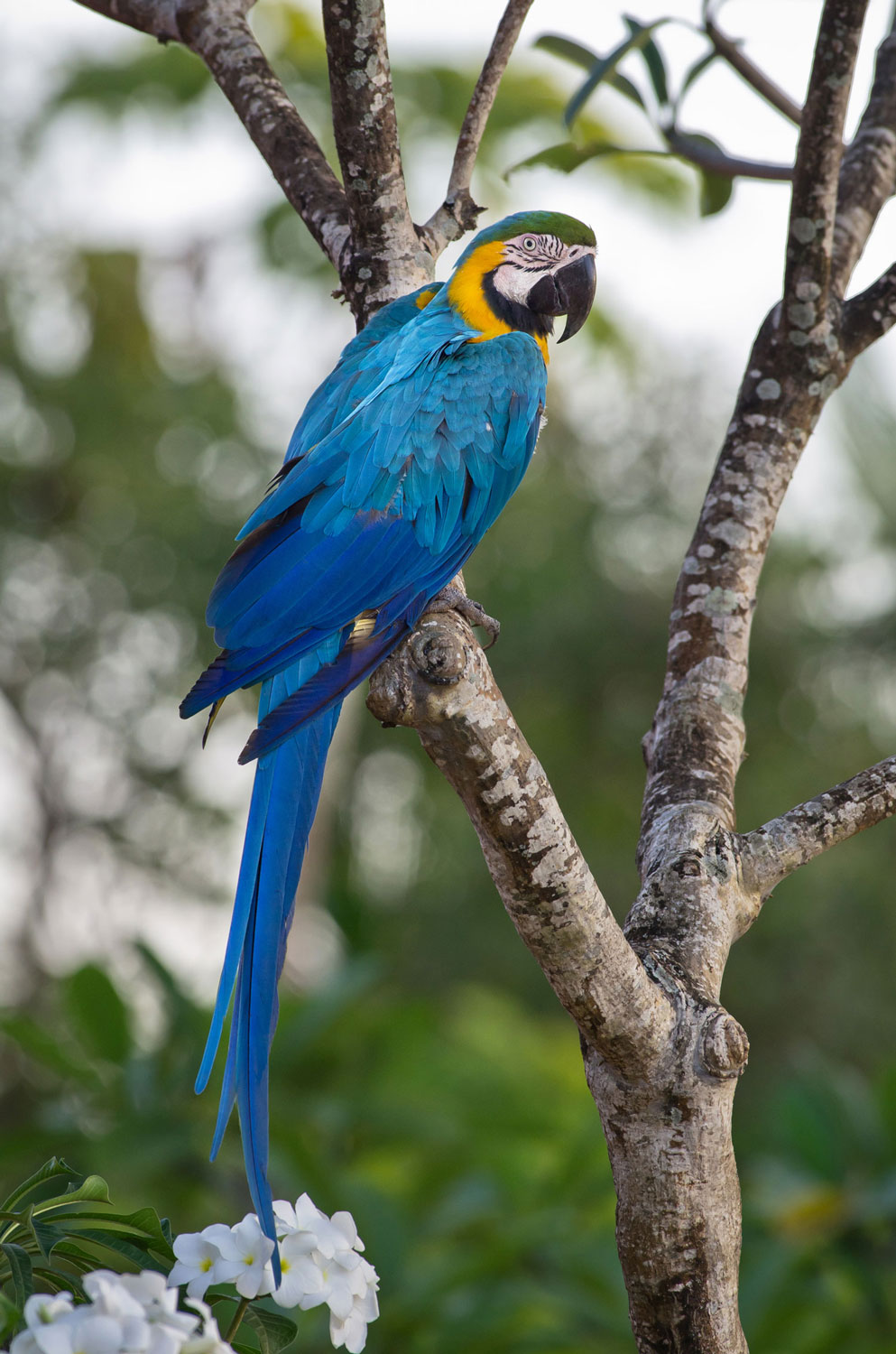 Ara bleu - crédit Parc amazonien G FEUILLET