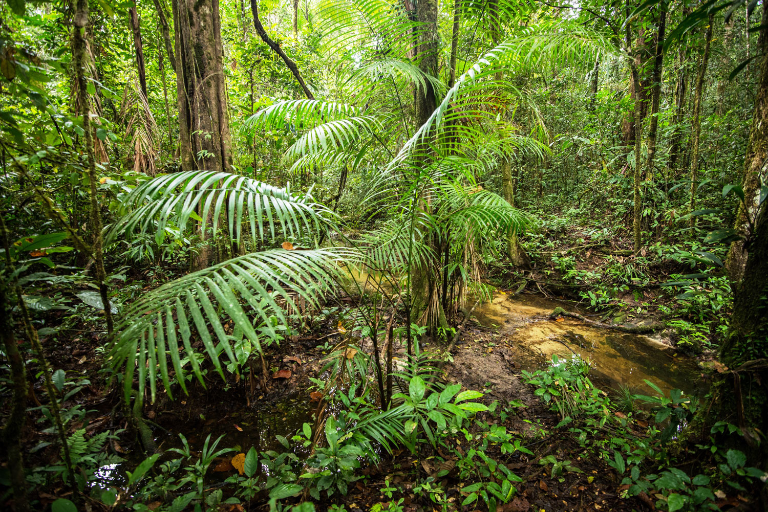 Jeune pied de wasaï en crique forestière – crédit Parx amazonien G FEUILLET