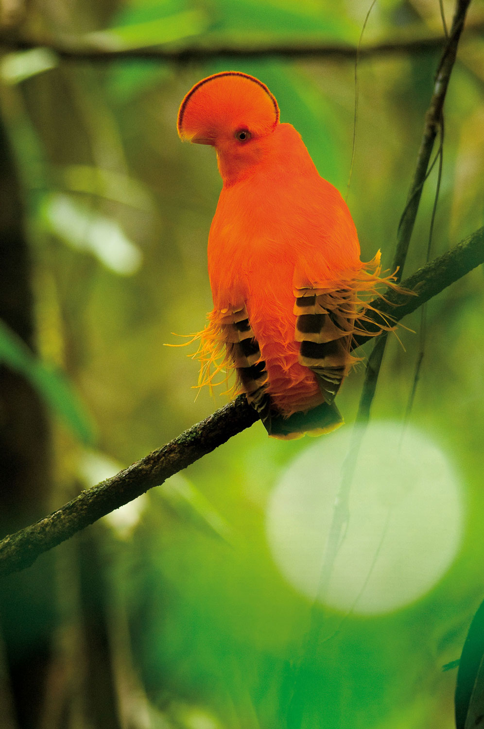 Coq de roche - crédit Parc amazonien M FERNANDEZ