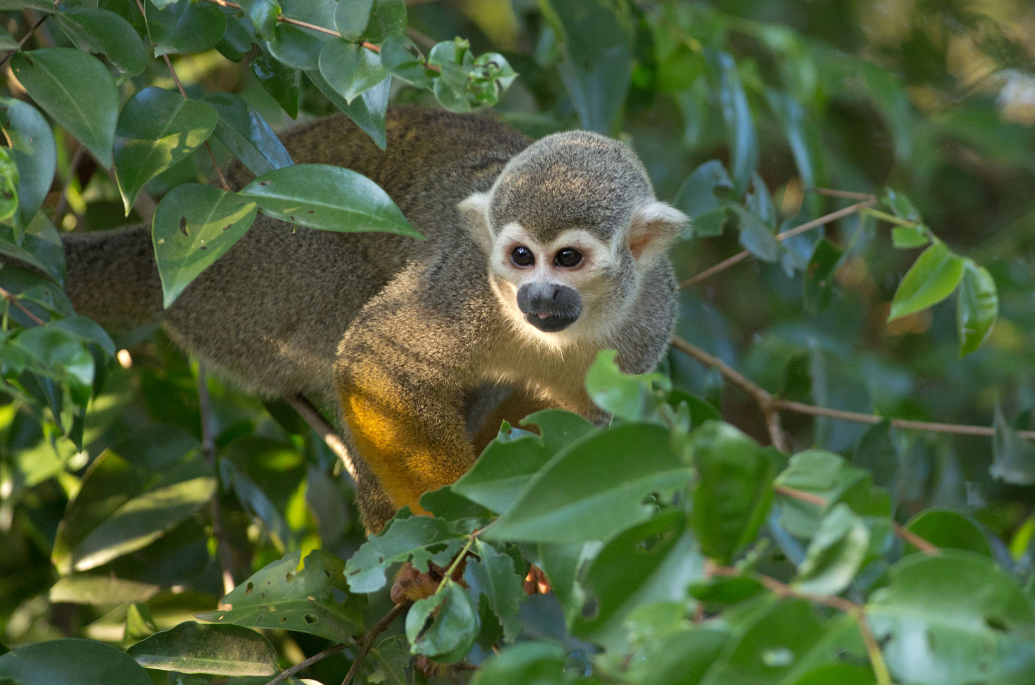 Sapajou - crédit Parc amazonien G FEUILLET