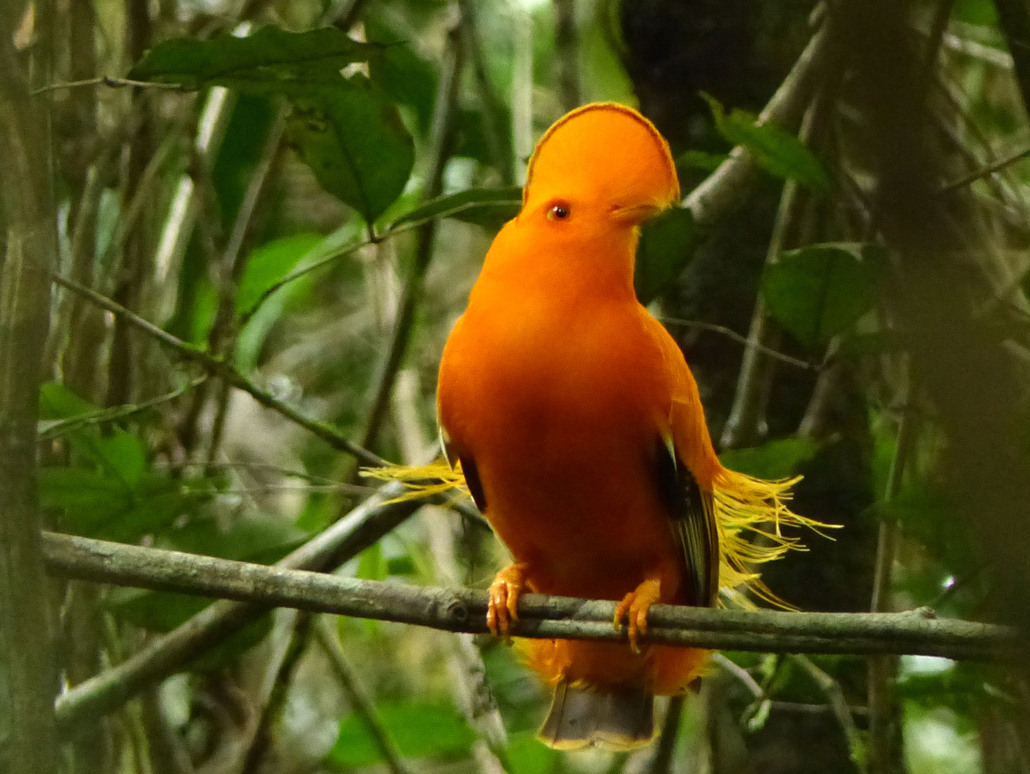 Rupicola de la montagne de Kaw – crédit O. CLAESSENS