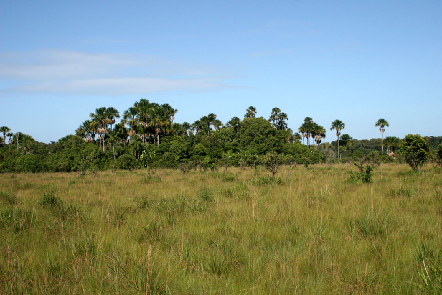 Savane des Pères proche de Kourou - crédit O. CLAESSENS