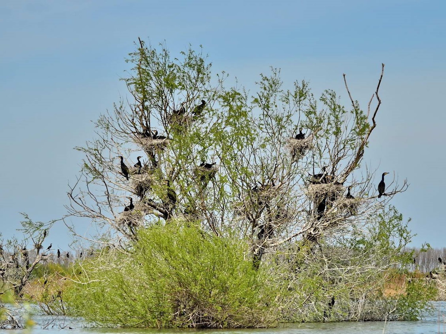 Une colonie de cormorans qui niche dans un arbre (photo : Cristian Miteltu)