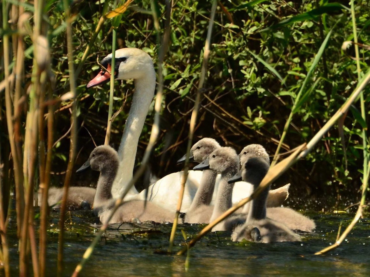 Une maman cygne avec ses petits (photo : Cristian Miteltu)