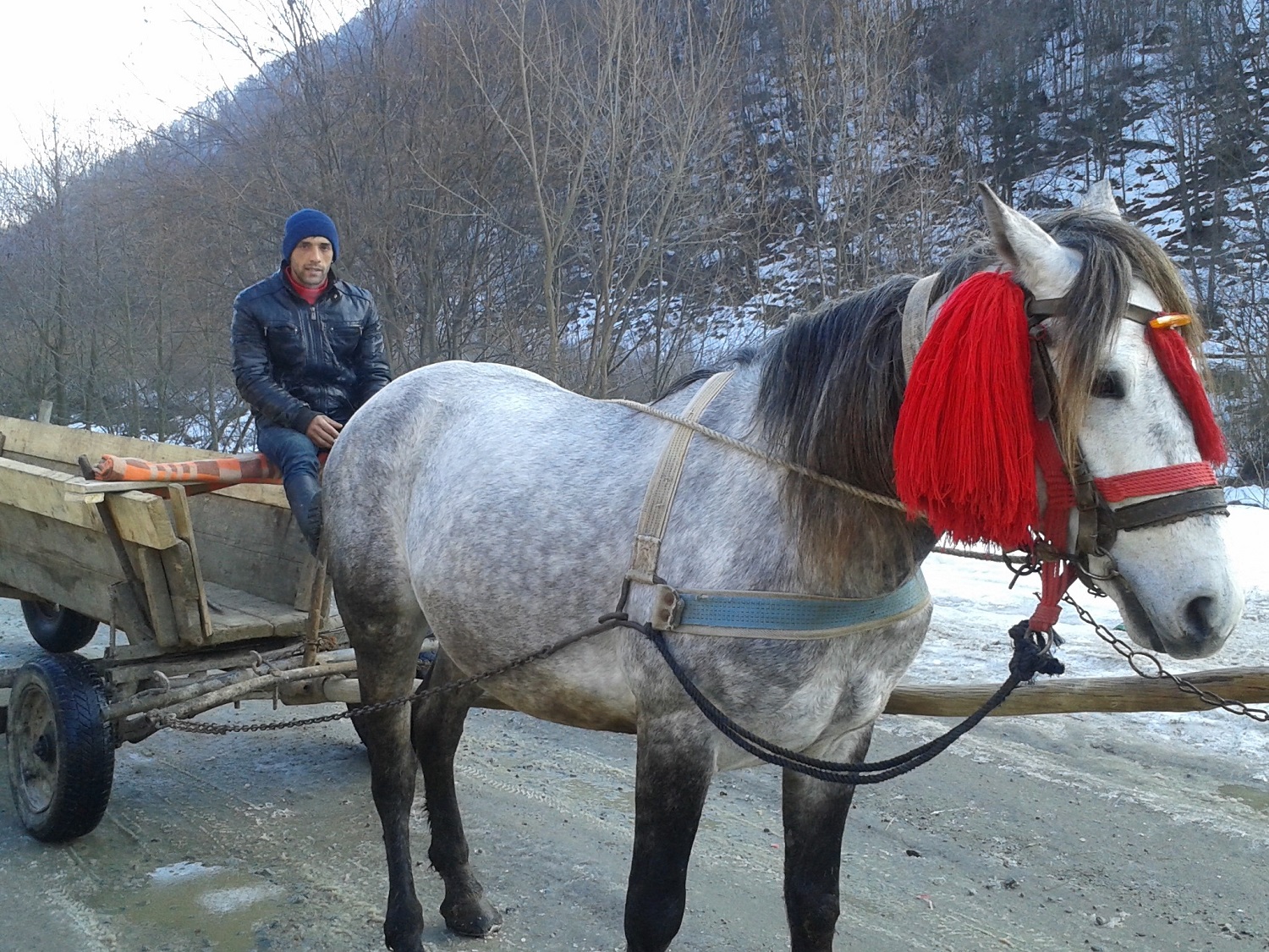 Les charrettes sont nombreuses aussi. Les chevaux sont toujours embellis de jolis pompons rouges.