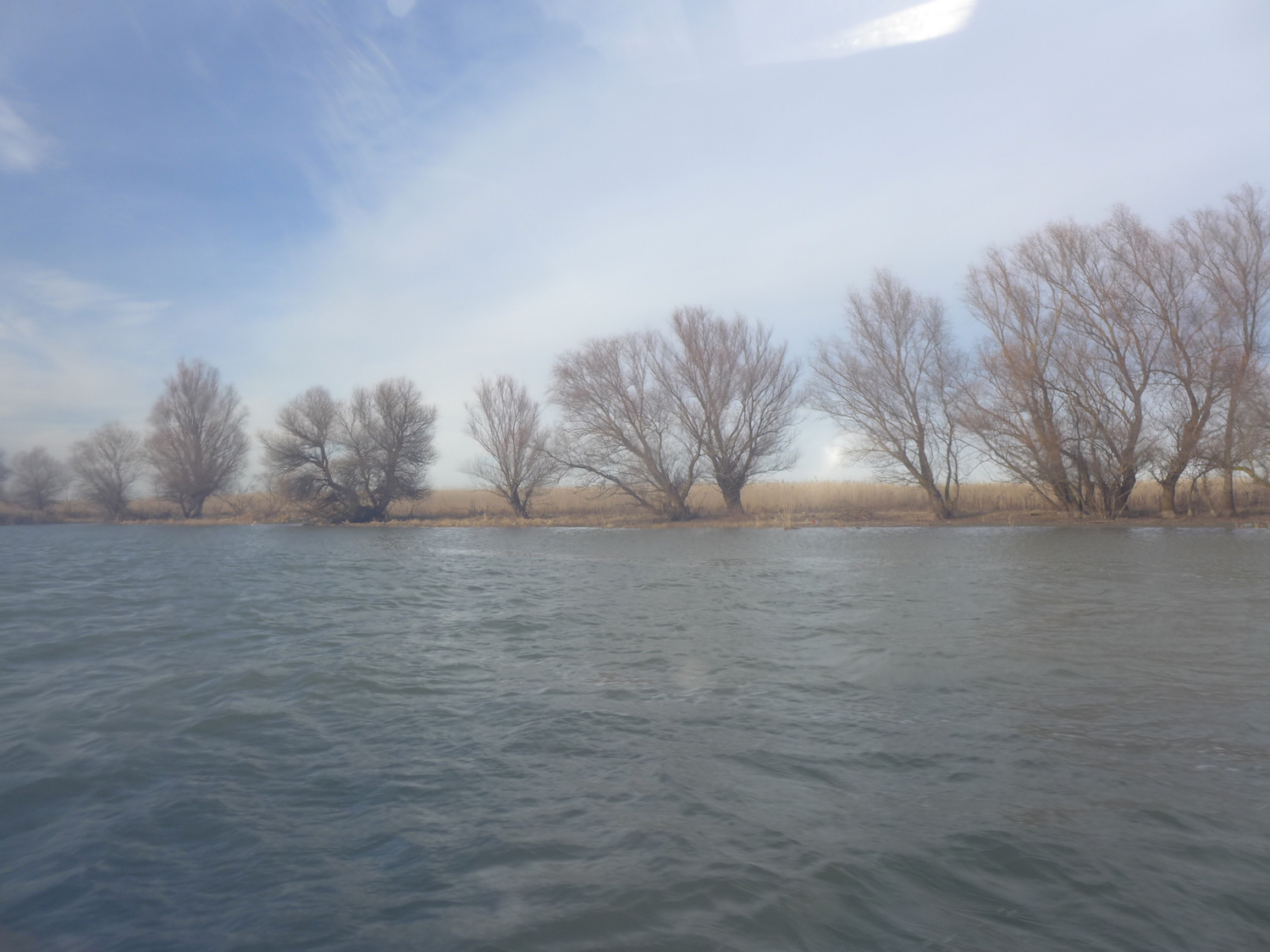 Les bords du bras de Sulina, faits de roseaux et d’arbres.