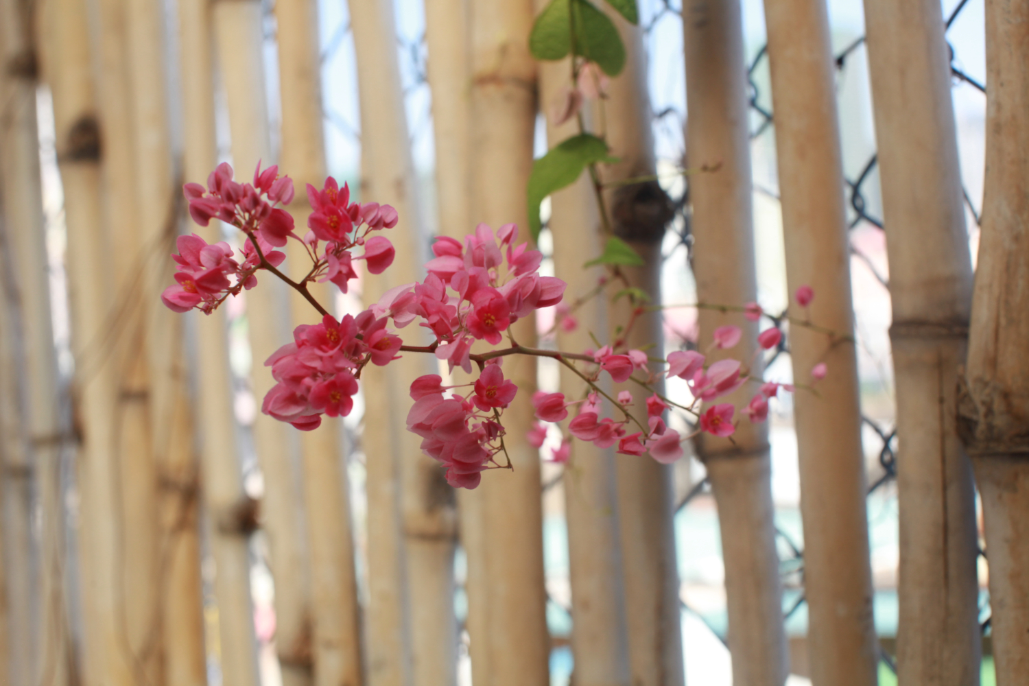 Aline cuisine volontiers avec des fleurs, ici de la liane corail dans le potager qu’elle installé sur le toit de son immeuble © Globe Reporters