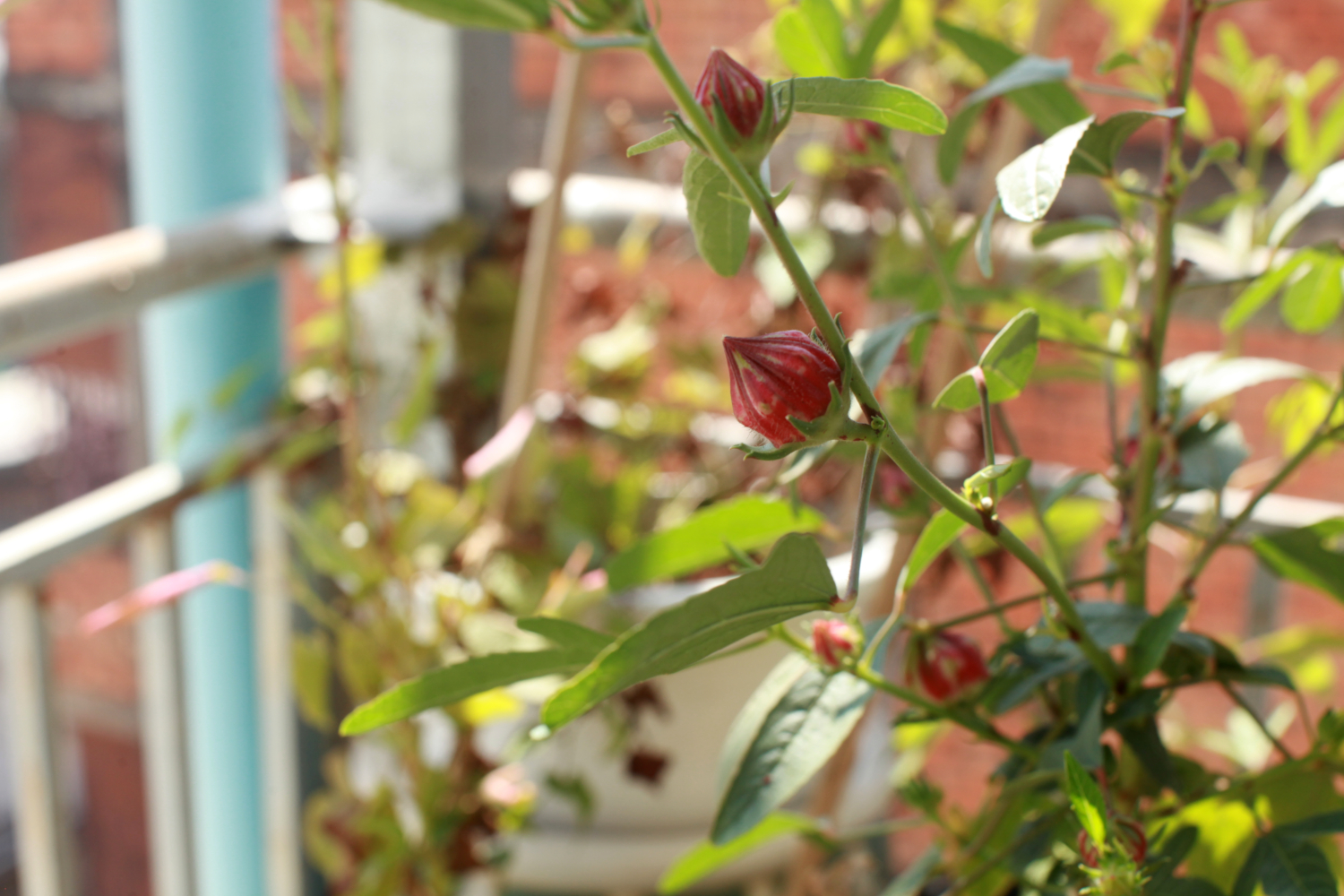 Aline cuisine volontiers avec des fleurs, ici de la roselle dans le potager qu’elle installé sur le toit de son immeuble© Globe Reporters
