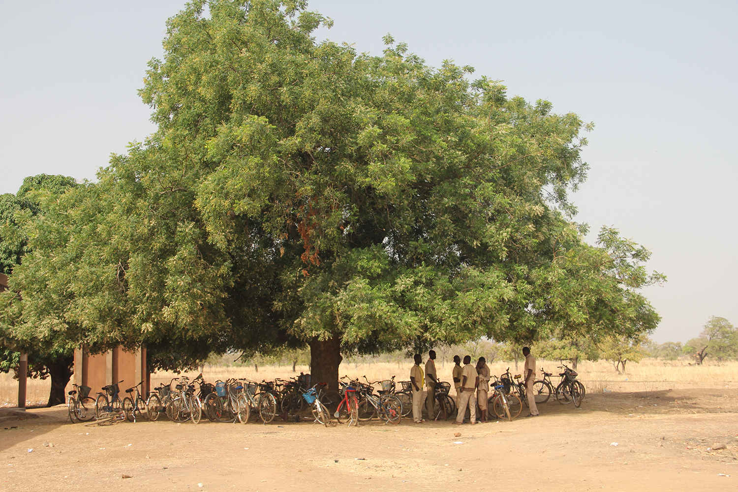 L’arbre à palabres du lycée du Niego. 