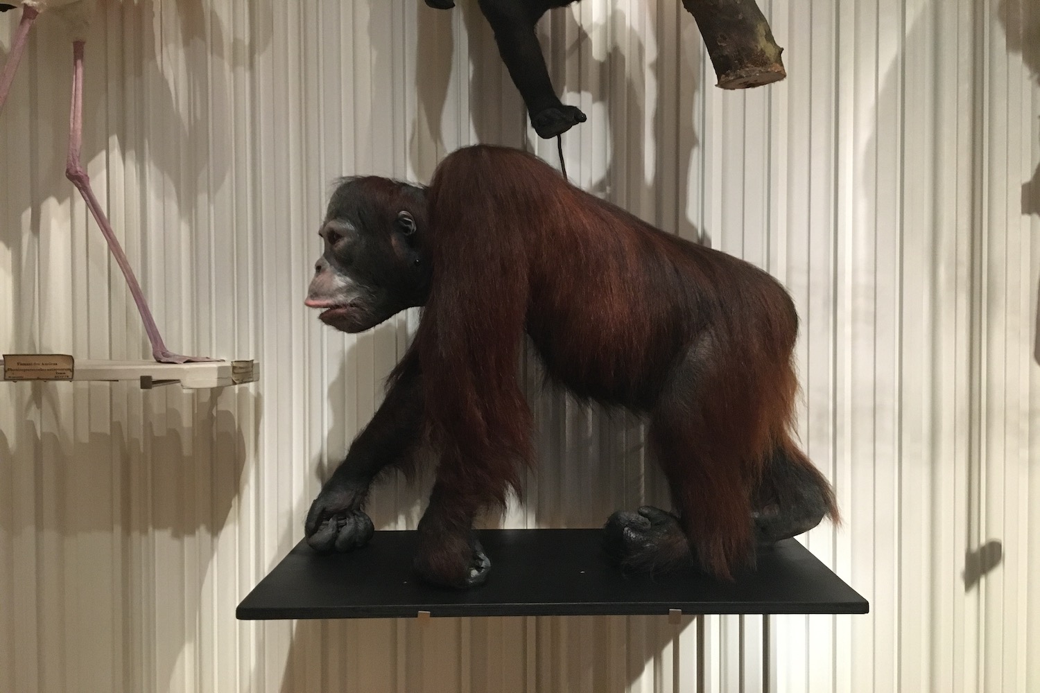 On trouve aussi des singes empaillés dans les vitrines du musée de l’Homme © Globe Reporters