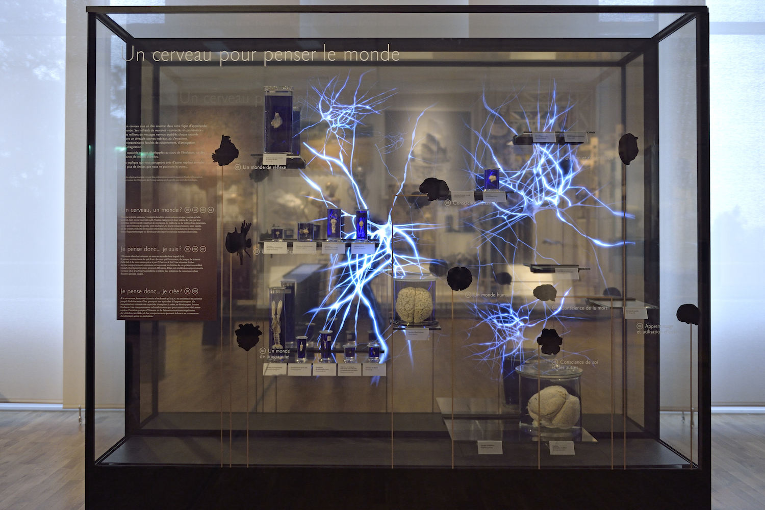 Vitrine Un cerveau pour penser le monde © MNHN - JC Domenech