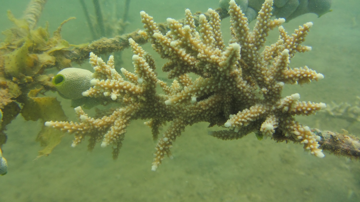 Récif de la Baie de Ranobe (Ifaty) : quelques colonies d’Acropora, de Pérîtes et des poissons récifaux © Gildas/IH.SM
