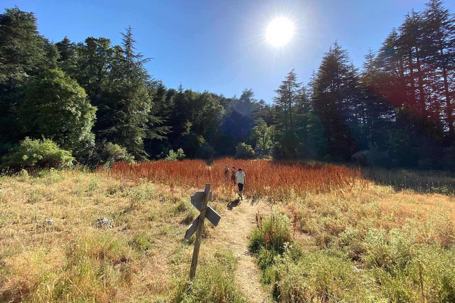 La forêt est un écosystème de forêt méditerranéenne, cèdres, sapins, chênes, érables couleur de feu. Le site abrite une multitude de plantes rares et endémiques ainsi que les derniers spécimens protégés de pommiers sauvages (pommetiers) au Liban ©Ehden