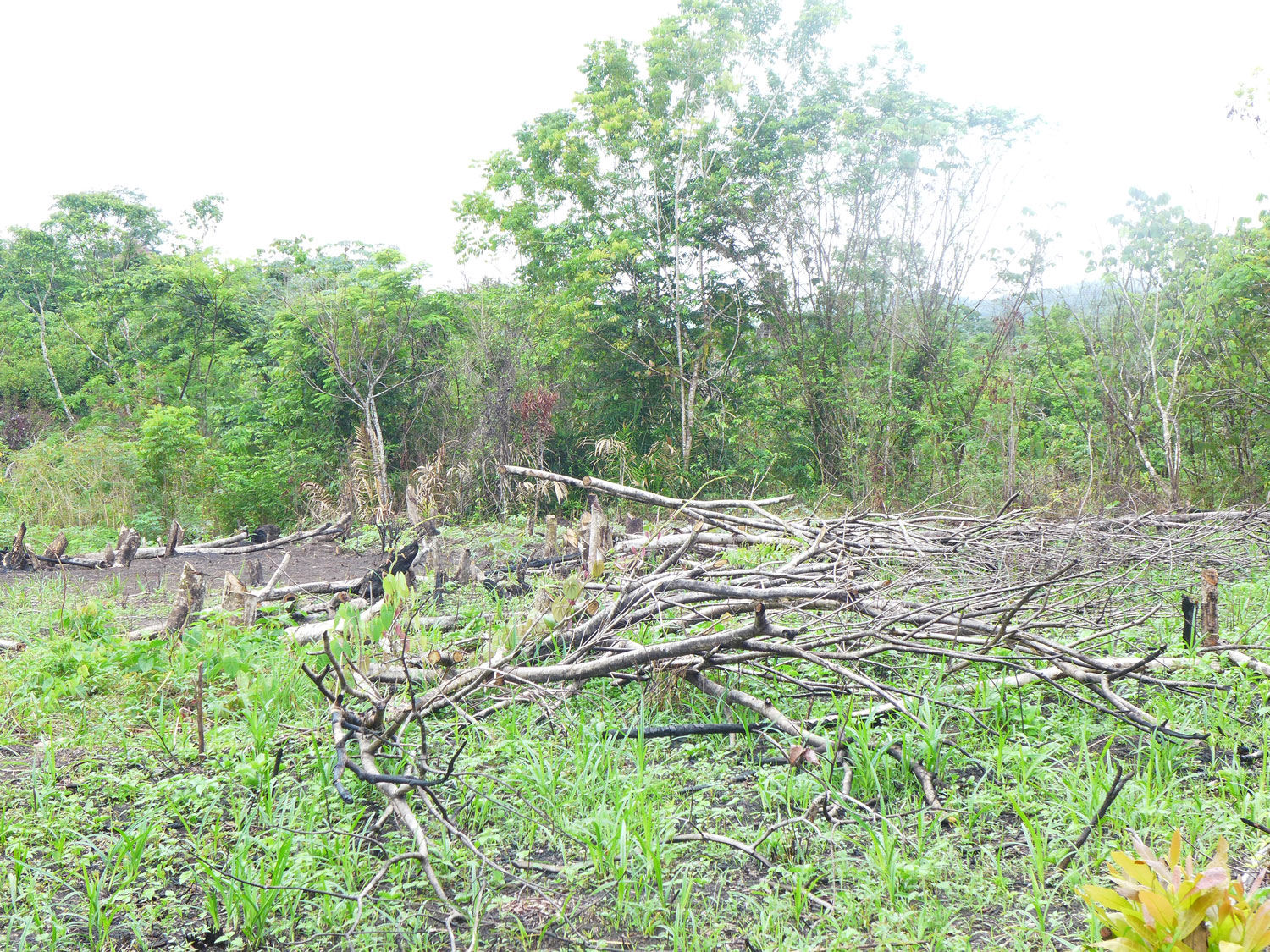 Un abatis en pleine forêt – crédit Stécyna KIKI