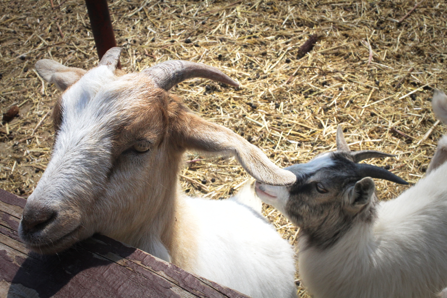 La Ferme des animaux héberge toutes sortes d’espèces qui ravissent les jeunes buca-restois.