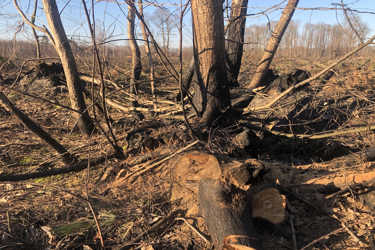 En août 2022, la forêt de Pugle à Clefs, commune déléguée de Baugé-en-Anjou, qui a brûlé était surtout constituée de pins maritimes. Mais des feuillus (chênes, châtaigniers) ont aussi été très affectés. Les flammes ont mis à nu leurs racines © Globe Reporters