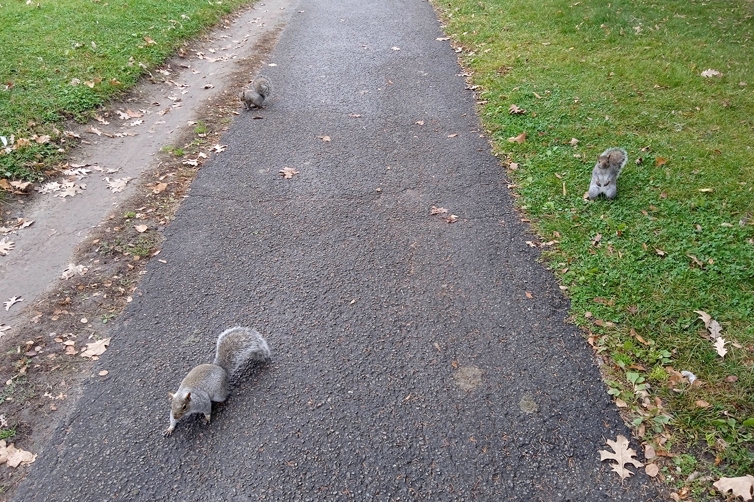 Première promenade à Montréal, dans le parc Ahunstic, du même nom que le quartier où l’envoyée spéciale des globe-reporters réside le temps de son séjour. Et première rencontre avec les écureuils si bien connus des habitants et habitantes de Montréal © Globe Reporters