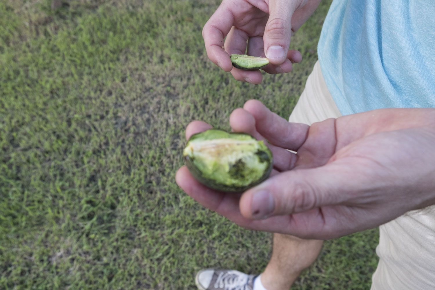 Après l’interview, Sébastien nous montre le fruit du latanier rouge, un fruit autrefois mangé par les vertébrés de l’île. Ces vertébrés ayant disparus, les fruits ne sont plus mangés. Les graines ne sont plus transportées. Et l’arbre est aujourd’hui en danger critique d’extinction.