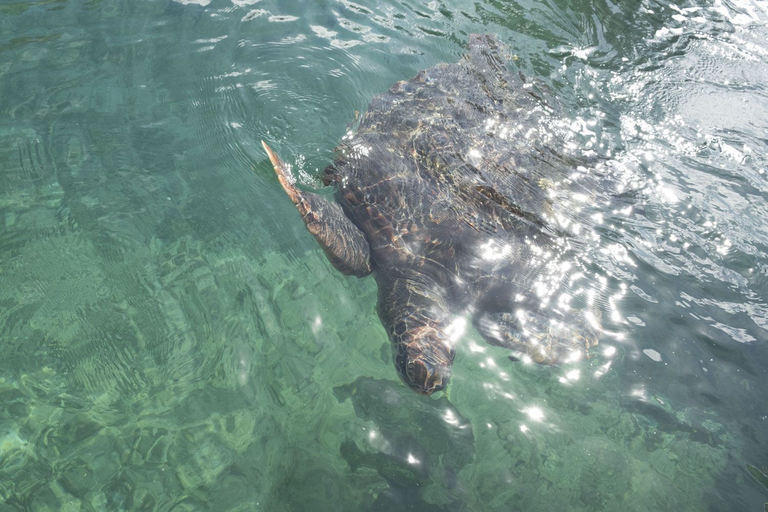 Six tortues sont actuellement dans le grand bassin. Une quarantaine d’individus au total se trouvent sur le site, dans les bassins de convalescence ou en soins intensifs.