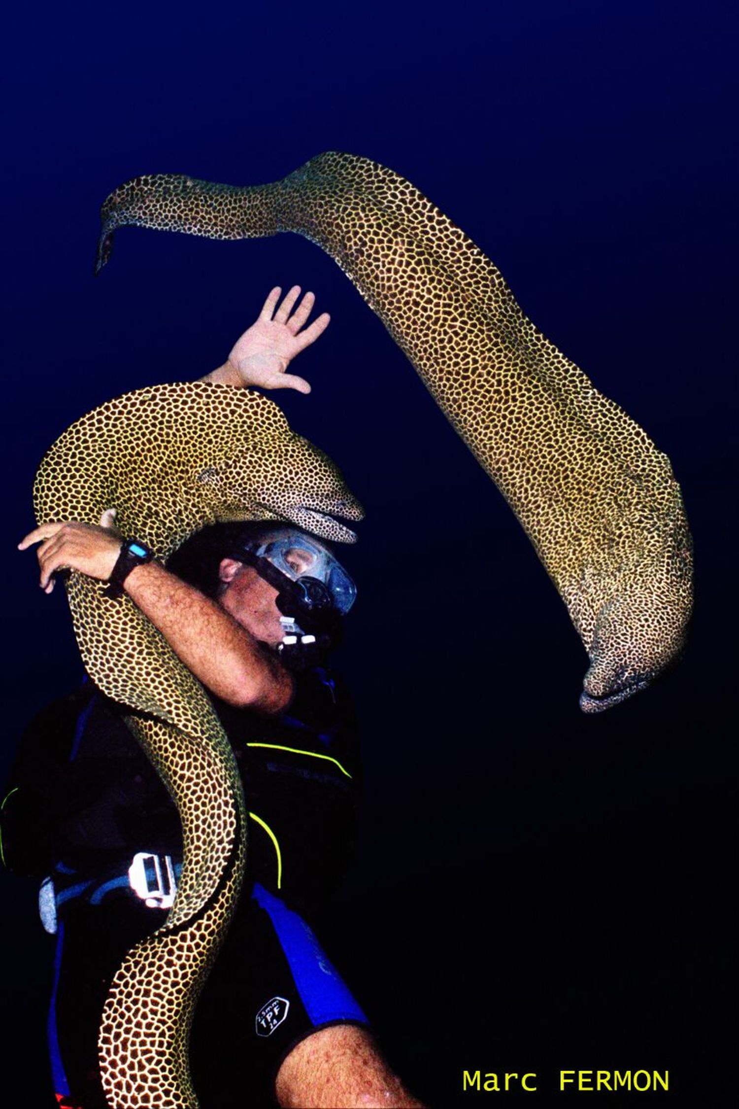 Hugues VITRY a l’habitude de plonger avec des prédateurs marins : requins mais aussi murènes, crocodiles, etc. Ici, il est en photo avec des murènes. Crédit photo : Marc FERMON.