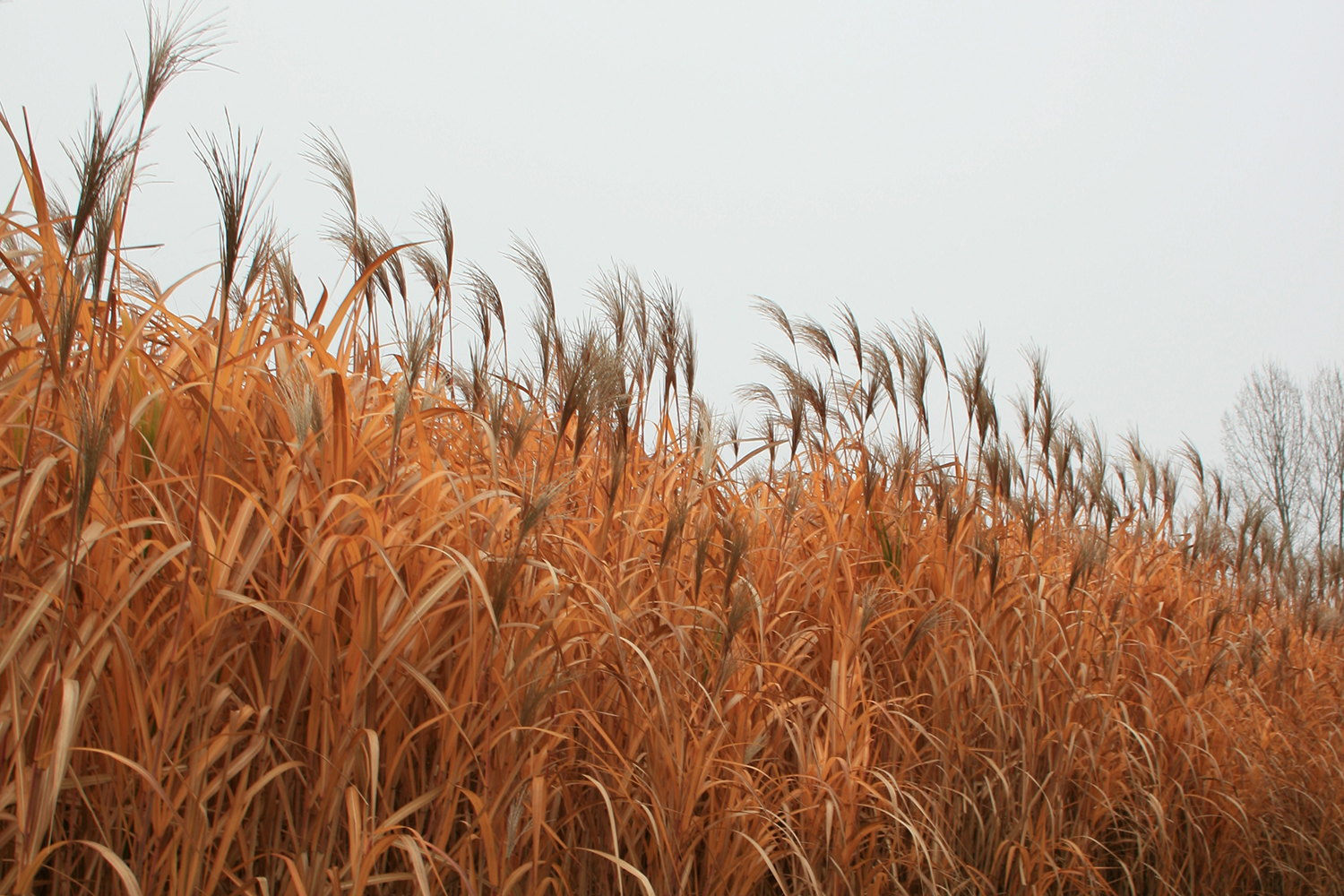 Un champs de miscanthus. 