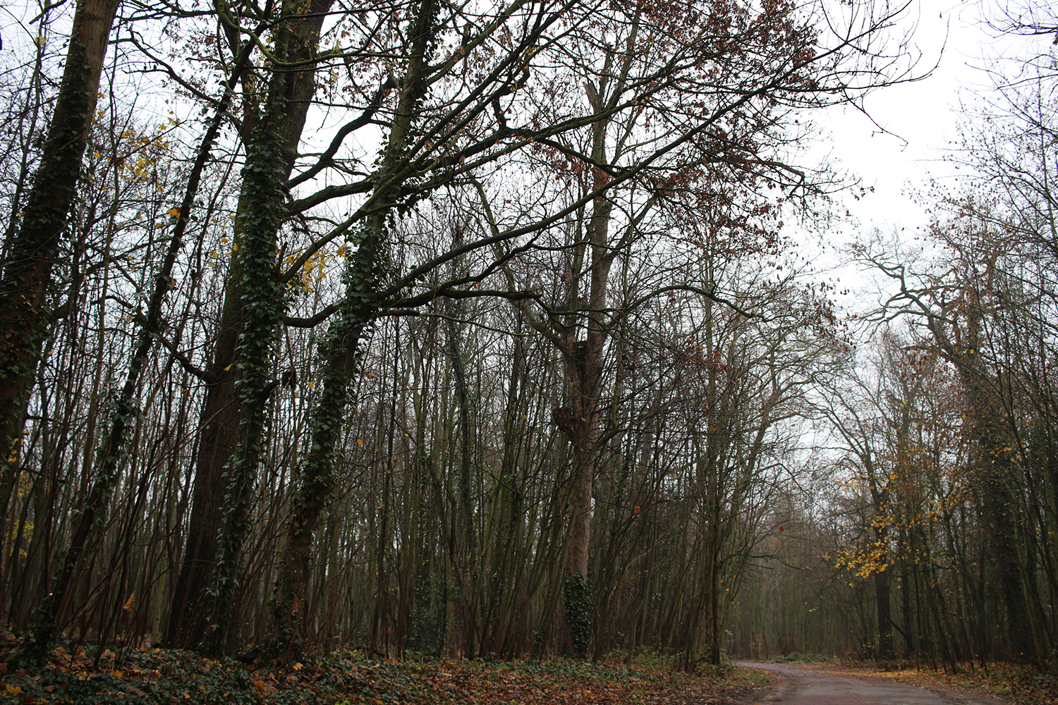 Pour se rendre à la micro-ferme, notre envoyée spéciale doit traverser tout le bois de Vincennes en vélib, et continuer à pied © Globe Reporters