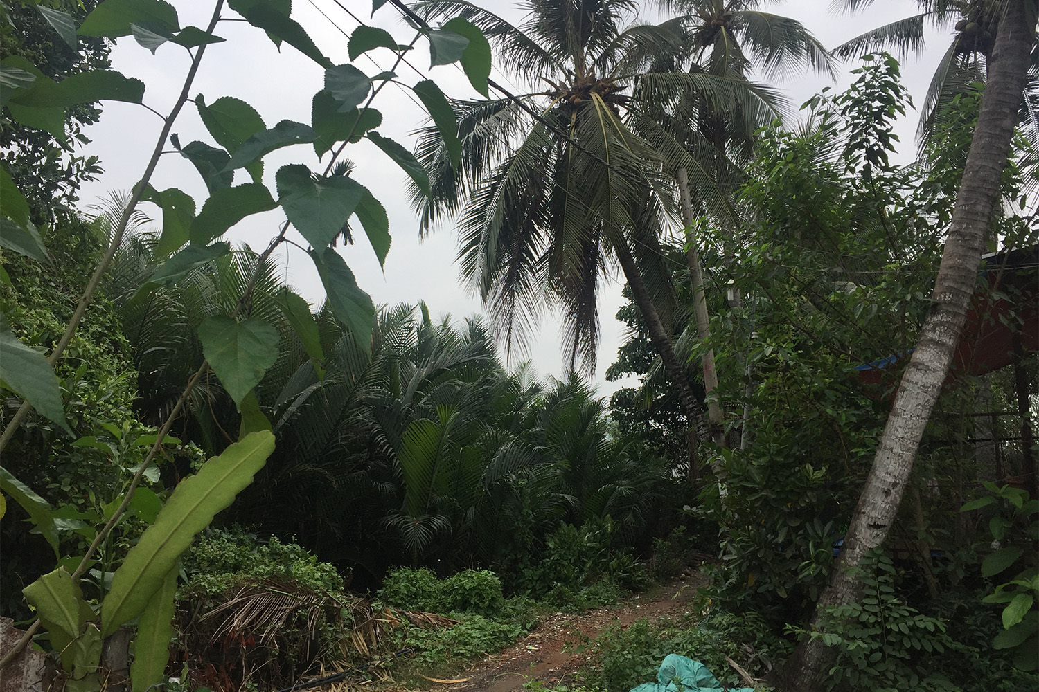 Ici, nous sommes dans le sud du Vietnam. Le climat est plus tropical : il fait 30 degrés. Et nous sommes en hiver !