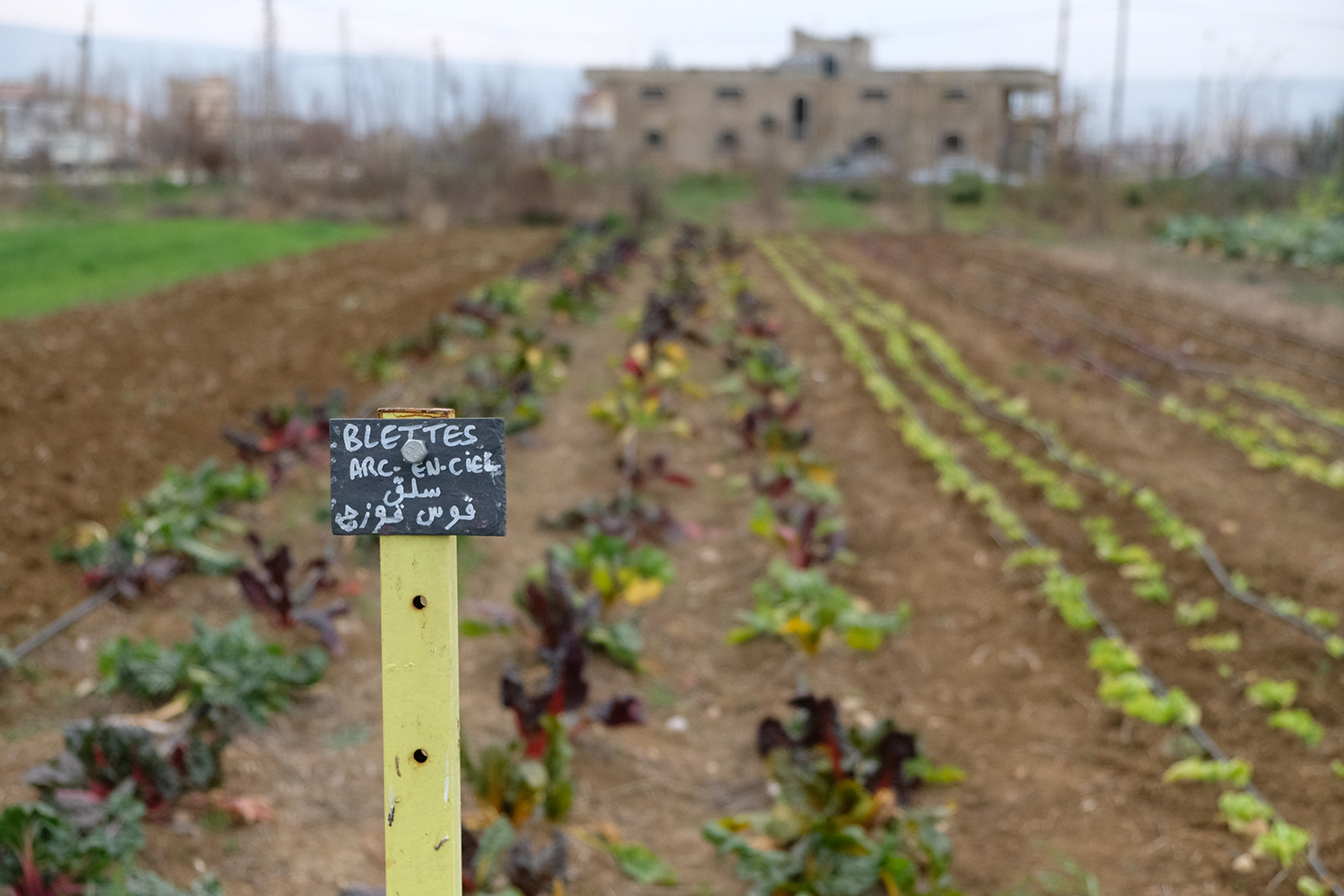 L’association a été créée par un collectif de Syriens, Libanais et  Français, tous passionné.e.s par l’agroécologie © Globe Reporters