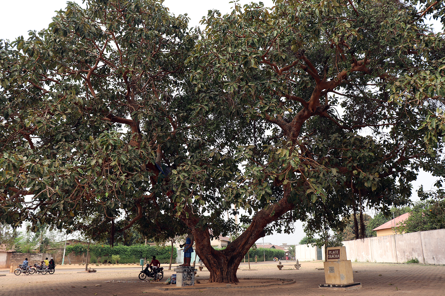 C’est sous cet arbre de la place des enchères, aujourd’hui place Chacha, que les esclaves étaient vendus aux marchands d’esclaves européens