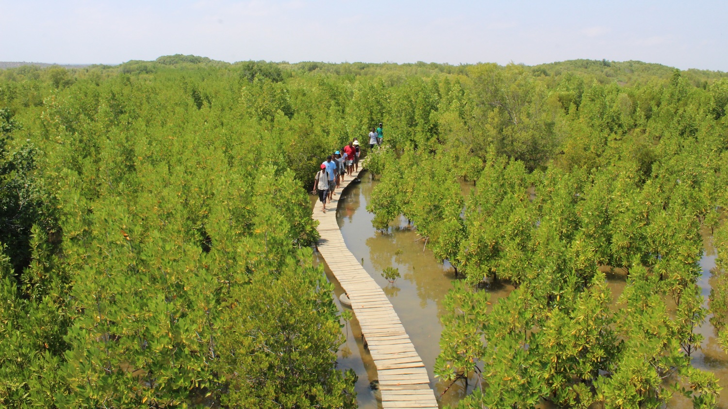 Une Mangrove restaurée à Ambondrolava, au nord de Toliara © Gildas/IH.SM