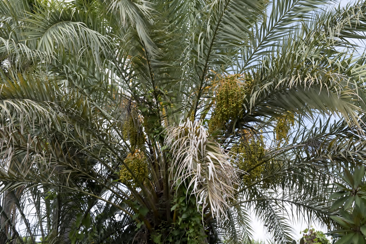 Un dattier femelle. Et oui, saviez-vous que certains arbres sont sexués, féminins ou masculins ? Seule la femelle dattier donne des fruits. Mais le dattier mâle n’est pas loin, car la femelle a besoin de son pollen pour être fécondée. 