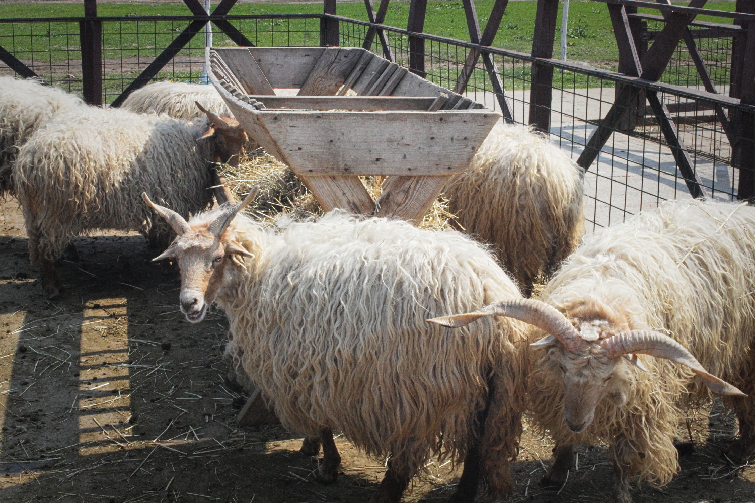 Chèvres de la Ferme.