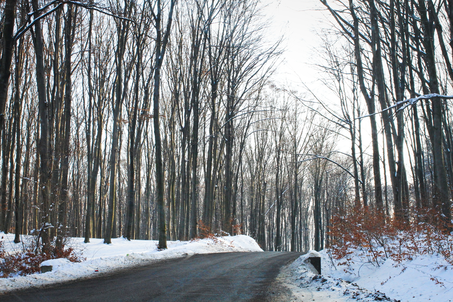 Une forêt de hêtres près de Suceava. © Globe Reporters