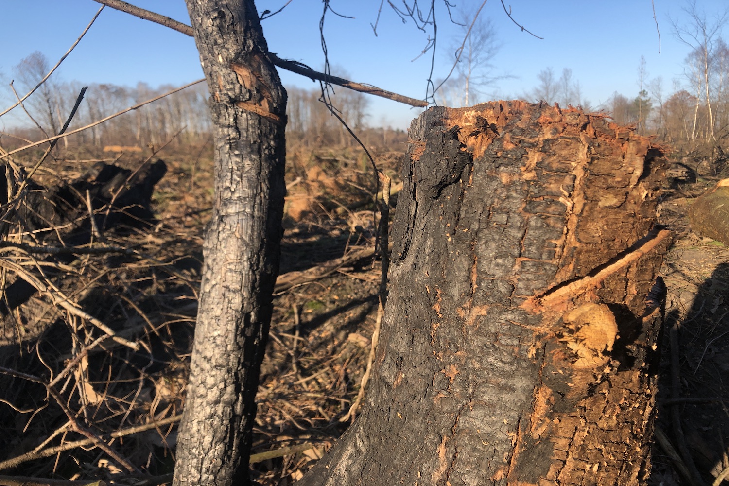 L’incendie a ravagé 1400 hectares à Baugé en Anjou, dont 1280 hectares de forêt. Tous les pins maritimes sont morts. Quant aux feuillus, Manuel HUET attend de voir ceux qui repartiront au printemps. Mais le technicien estime à la louche que seulement 1 arbre sur 3 survivra © Globe Reporters