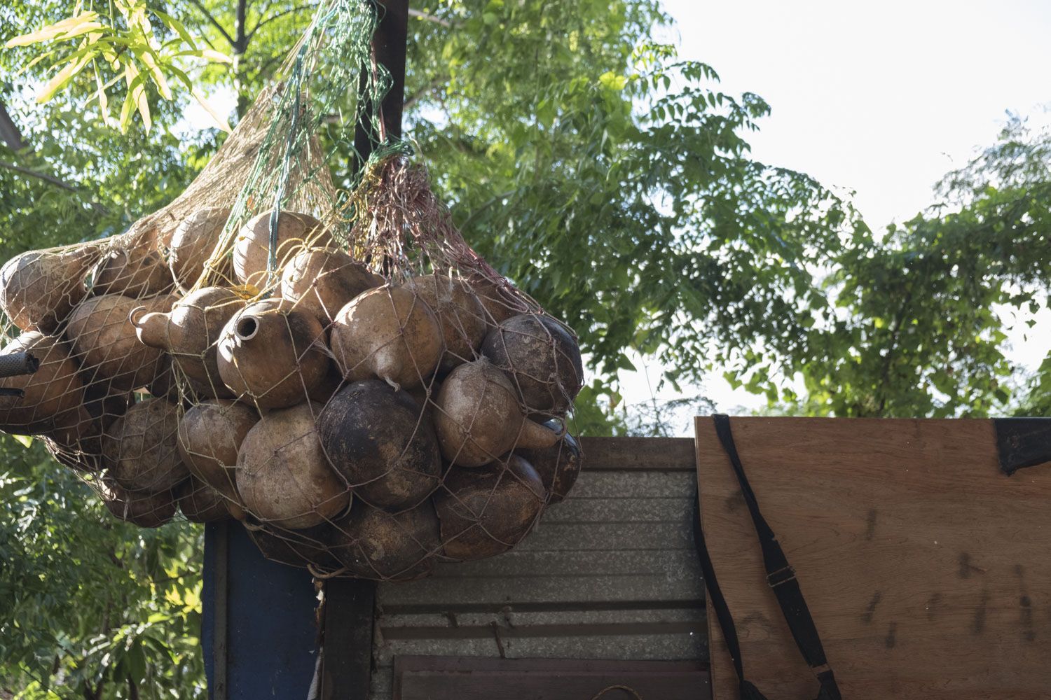 Les calebasses sont les fruits de l’arbre calebassier, de la famille des cucurbitacées. L’écorce séchée de la calebasse peut servir à beaucoup de choses : récipient, gourde, objet de décoration, instrument de musique. 