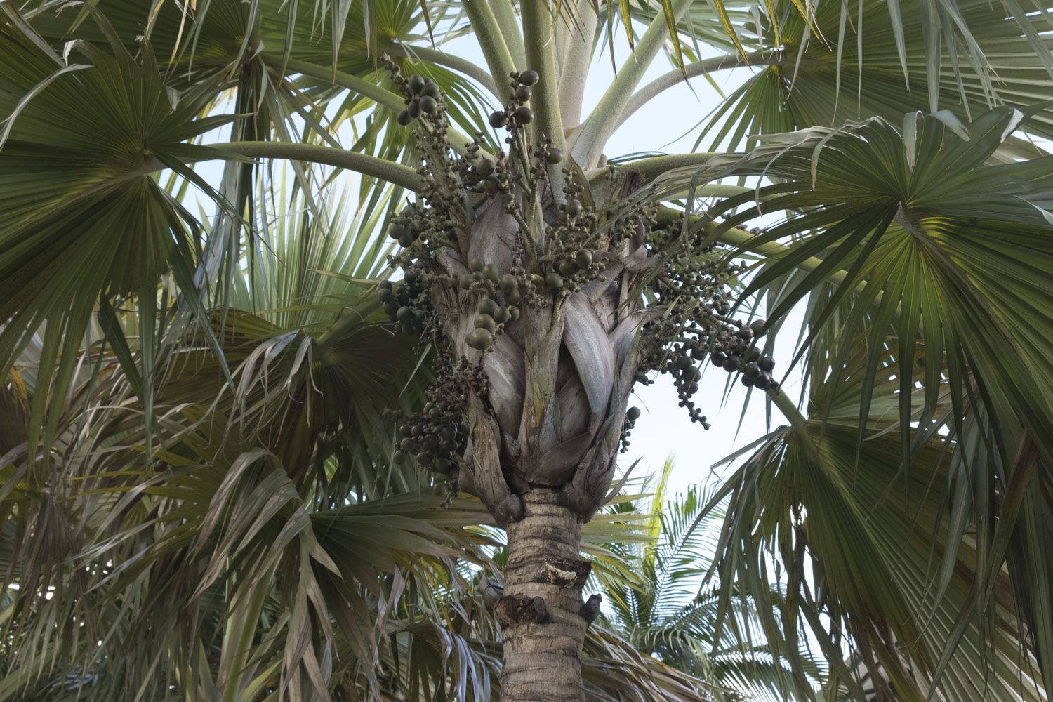 Autrefois, le latanier rouge pullulait sur l’île Bourbon. Il est aujourd’hui quasiment introuvable.