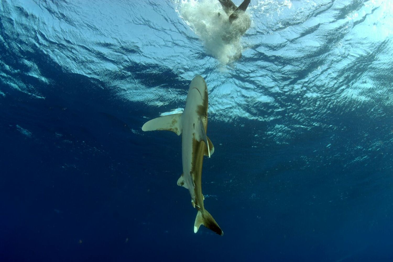 Pendant l’interview, Hugues VITRY explique avoir participé à des expériences pour étudier le requin : avec son équipe, ils ont par exemple découvert que le requin attaque dès que les plongeurs sont en train de nager en crawl à la surface de l’eau. Les plongeurs qui servent d’appâts sont expérimentés et savent exactement quand et comment éviter le requin.