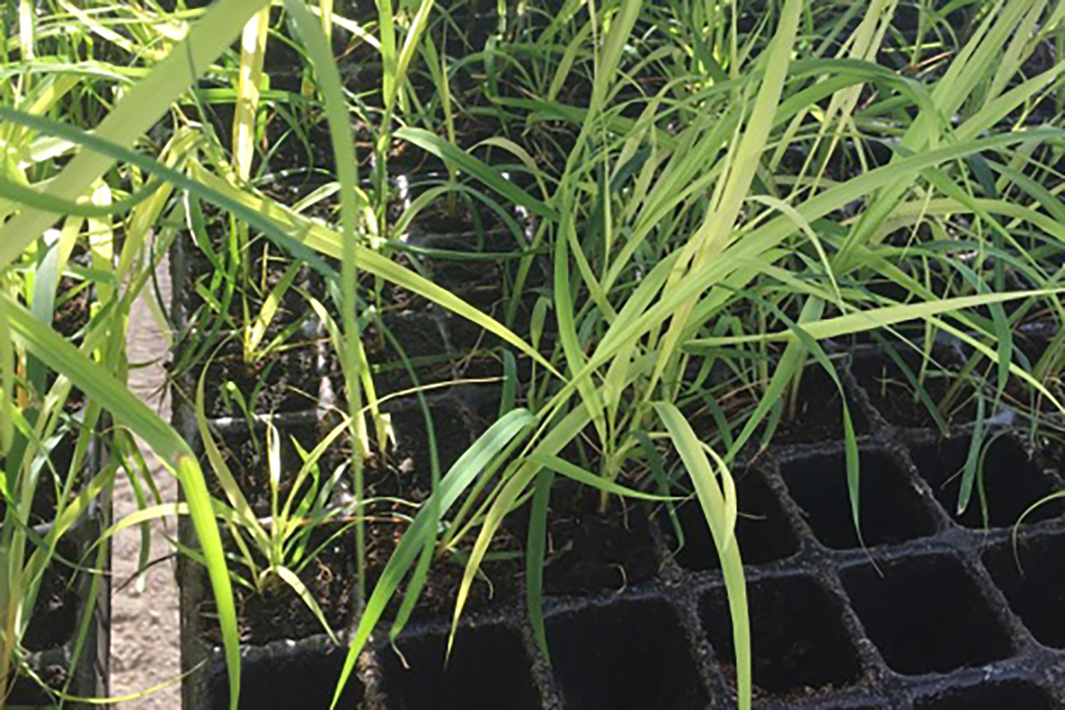 Des boutures de miscanthus.