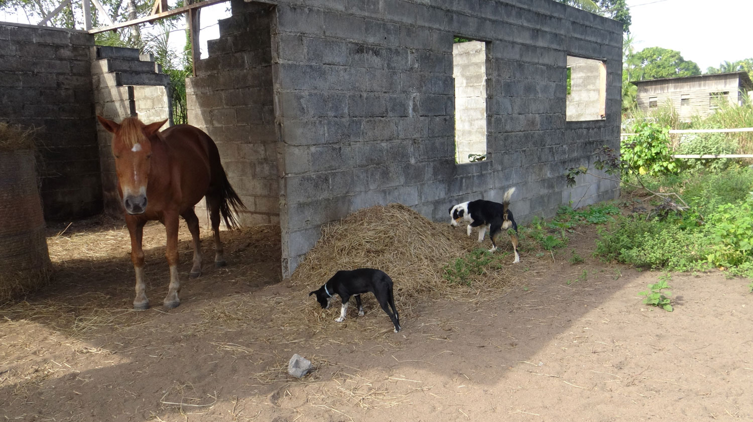 La grange où vivent les animaux de la famille. 