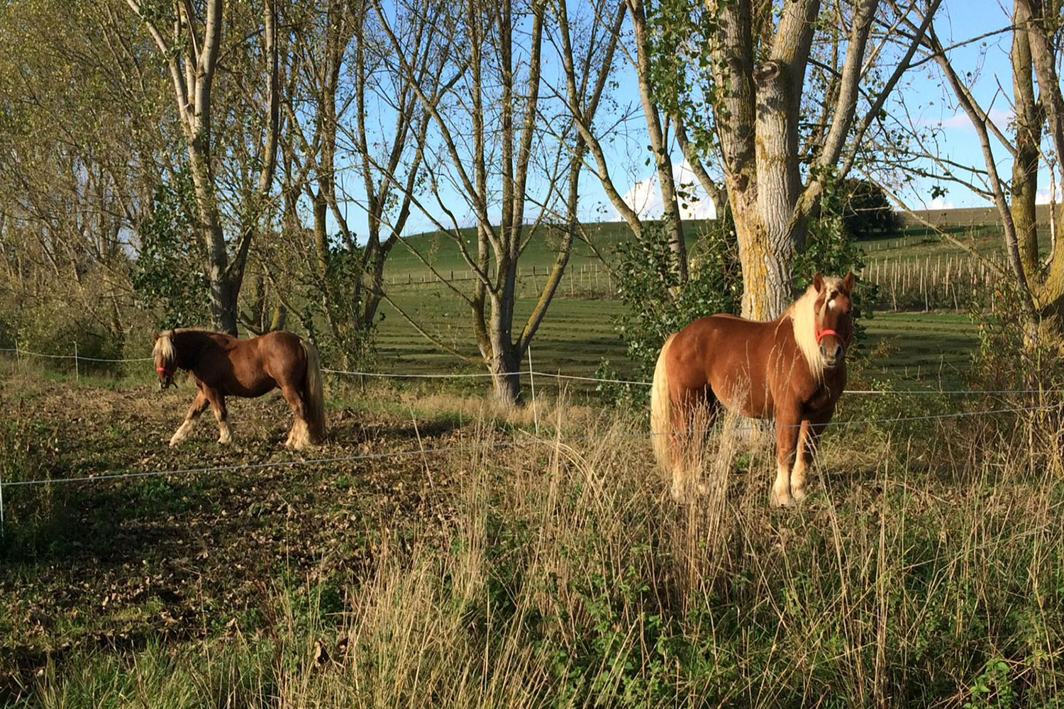 Des chevaux sont encore utilisés sur ces terres agricoles afin d’aider les producteurs et productrices dans certaines de leurs tâches © R MILLER