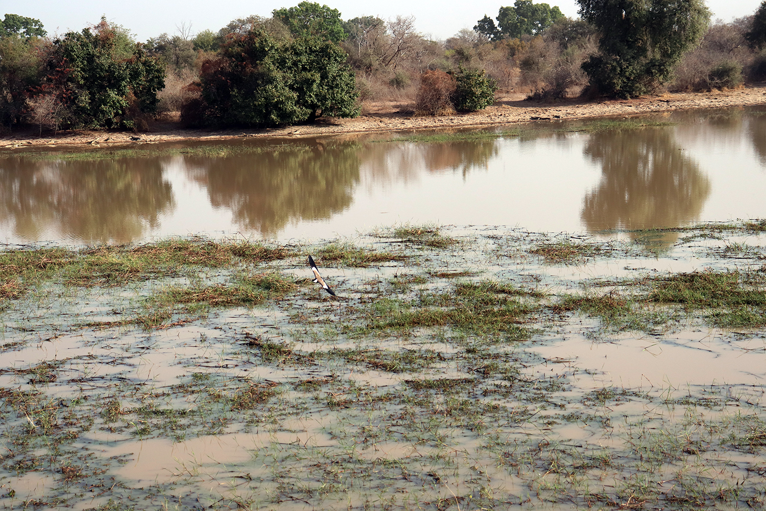 Dans cette mare appelée Diwouni, se côtoient crocodiles, hippopotames et différentes espèces d’oiseaux. Beaucoup d’animaux viennent s’y abreuver le matin et le soir.