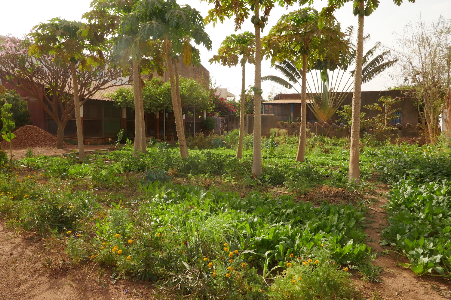 Vue du jardin potager et des arbres à l’intérieur du centre Ananda Marga © Globe Reporters