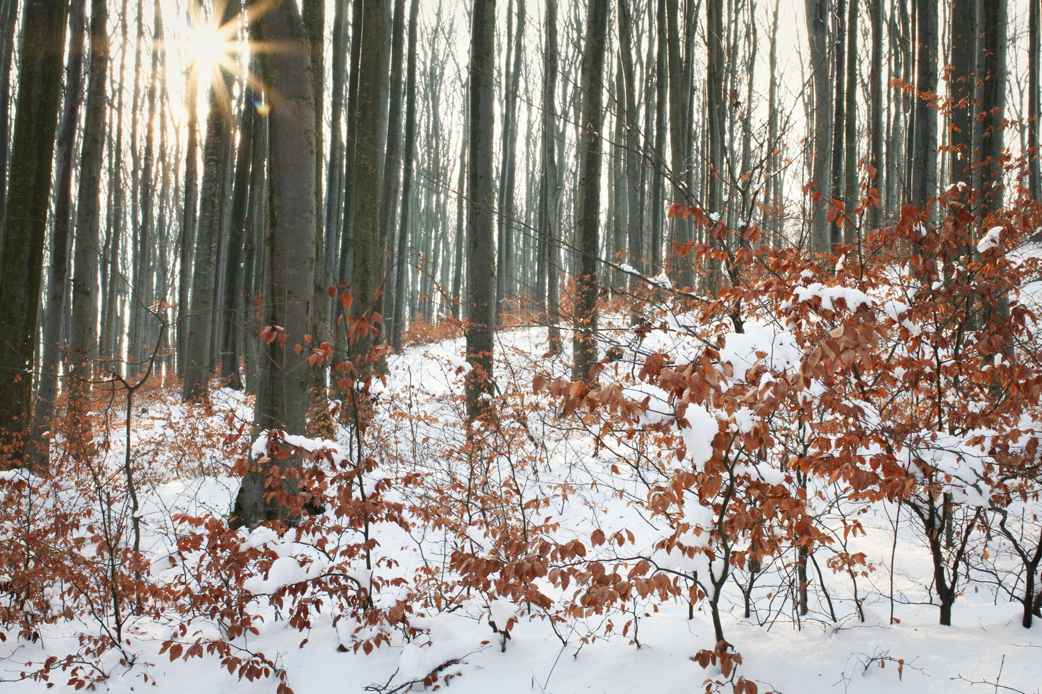 La même forêt de hêtres. Certains arbres vont êtres coupés pour laisser le soleil passer et faire en sorte que les arbustes grandissent. © Globe Reporters