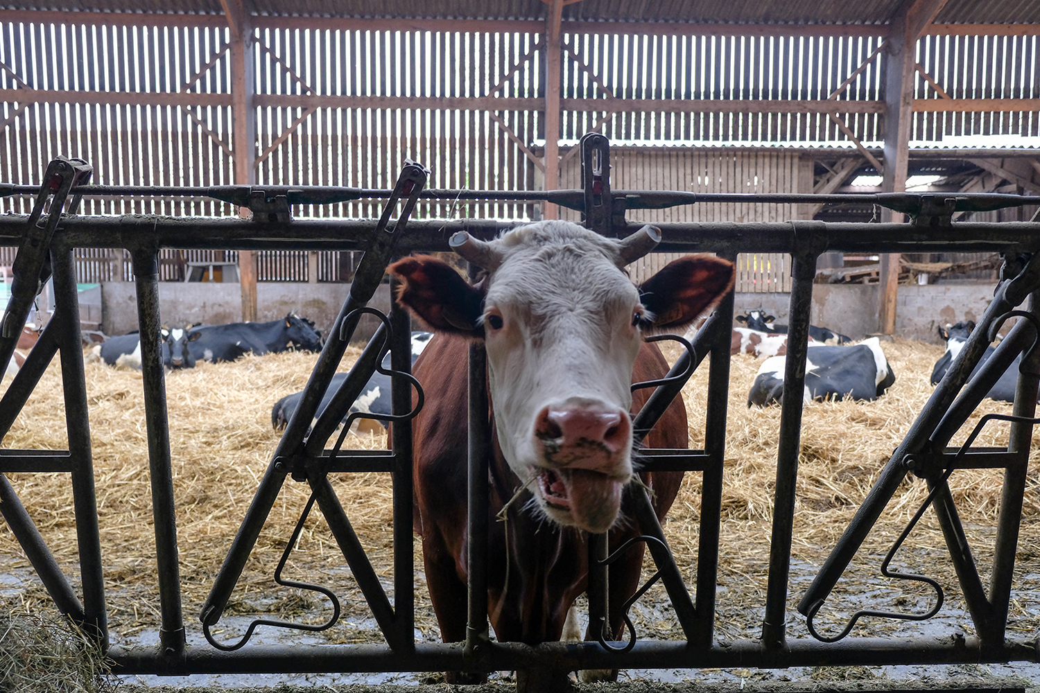 La ferme Ch’debout est la dernière ferme présente à Leforest. En 1990, il y en avait 4.