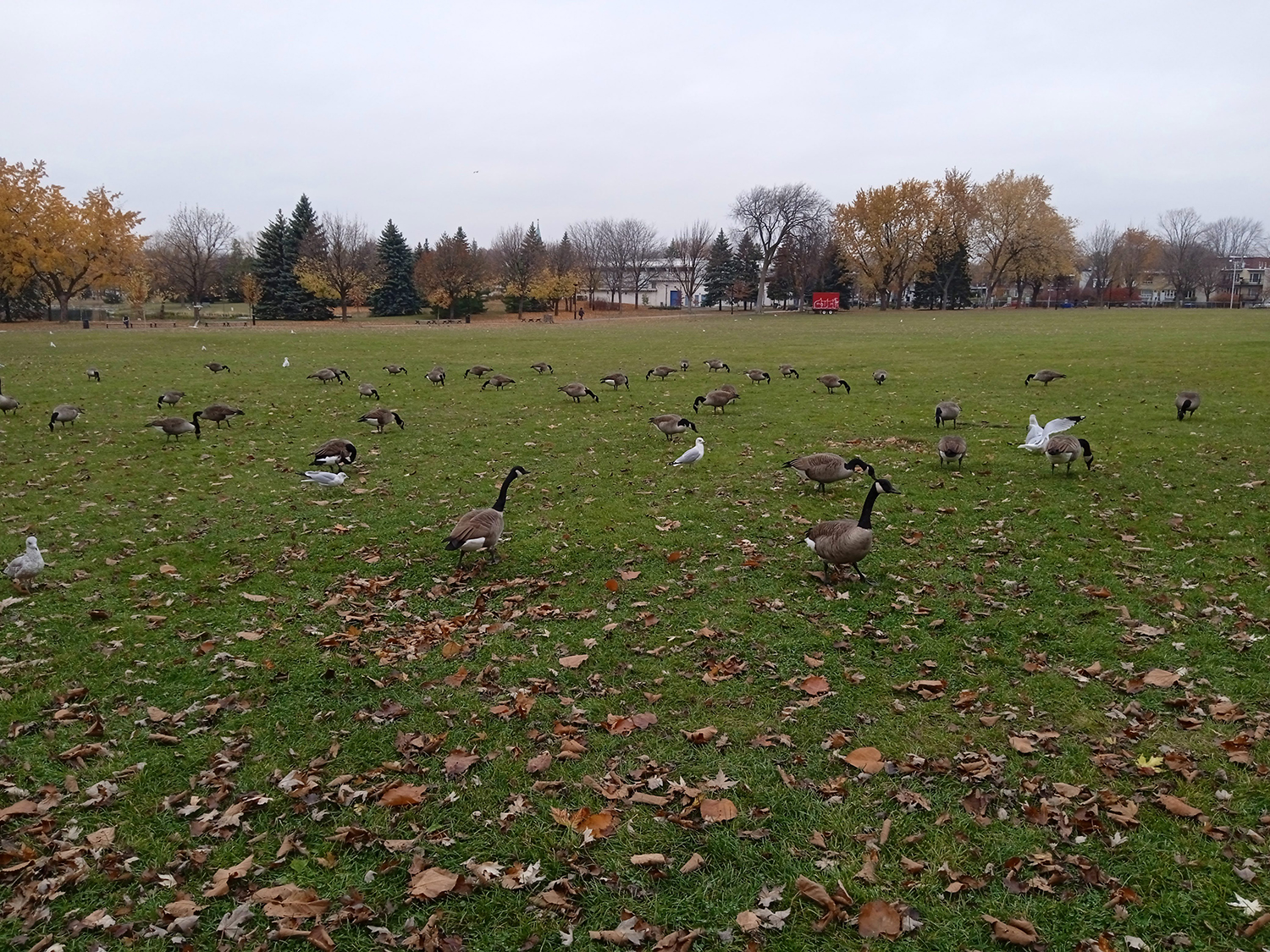 Dans le parc Ahunstic, l’envoyée spéciale des globe-reporters tombe aussi nez à nez avec des bernaches du Canada © Globe Reporters