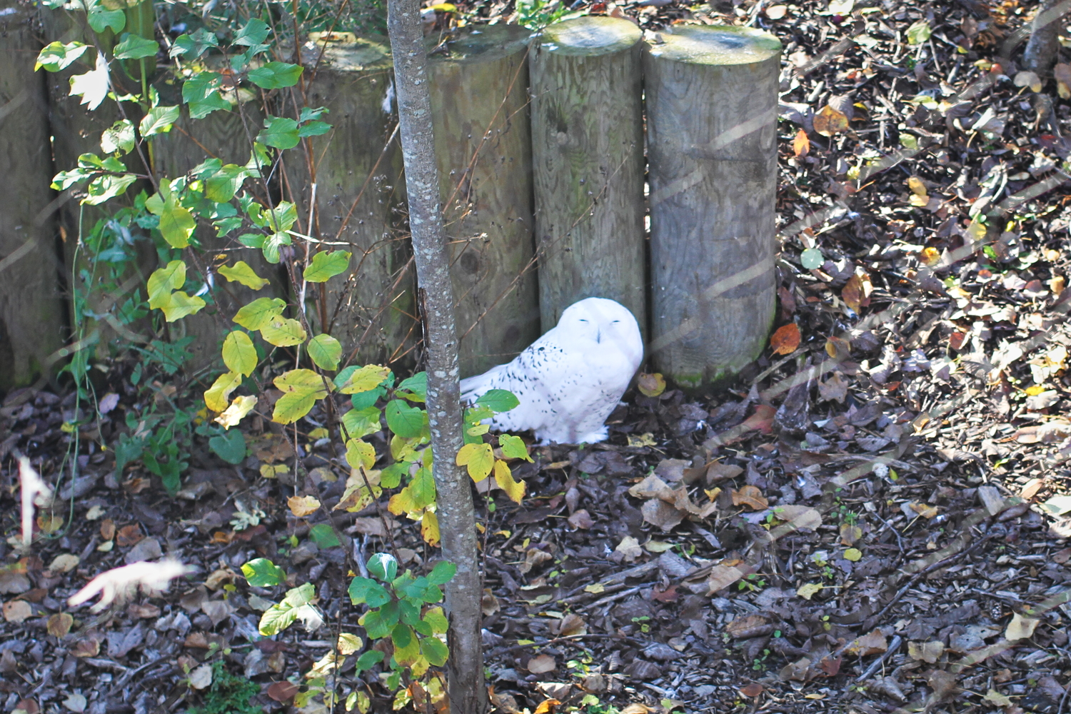 Le harfang des neiges du zoo © Globe Reporters