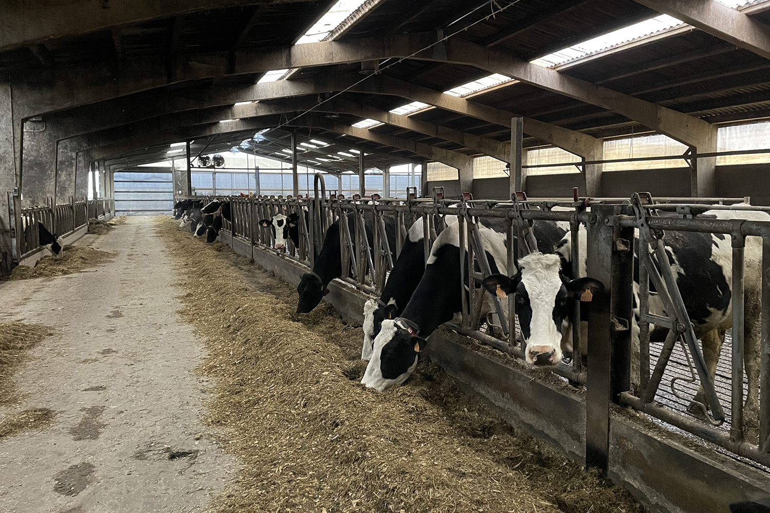 Sur l’exploitation de M. RUFIN, à Mairieux (Nord), on retrouve près de 200 bovins. © Globe Reporters