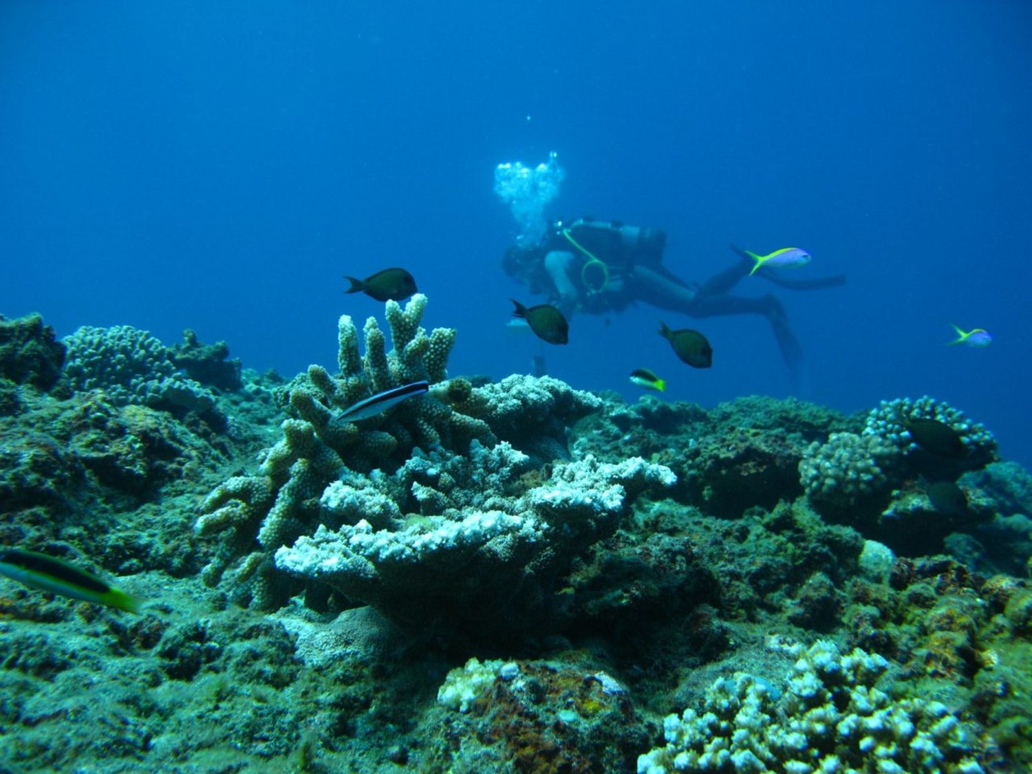 Le banc de corail de Saint-Gilles. © Bruce Cauvin