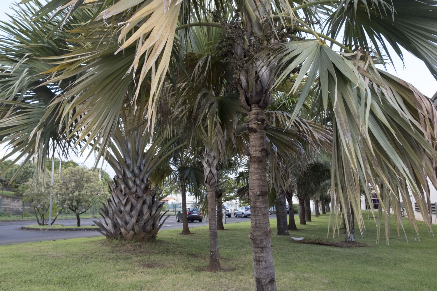 Sur les abords du parking du Cirad, on trouve un échantillon des principaux arbres en danger critique d’extinction. 