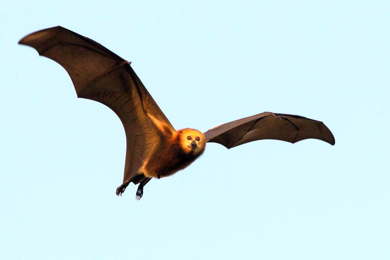 La chauve-souris frugivore est la dernière espèce de chauve-souris endémique à l’île Maurice. La MWF lance un programme de sensibilisation et de découverte autour de cet animal, chassé par les Mauriciens car jugée responsable de la perte des récoltes fruitières des habitants. 